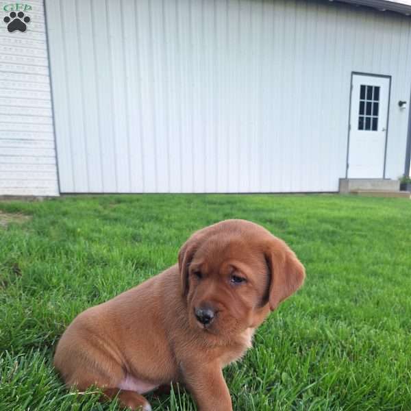 Sophie, Fox Red Labrador Retriever Puppy